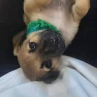 Photo of Sawyer