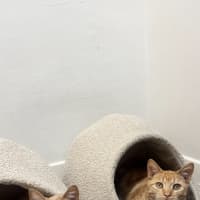 Photo of Latte