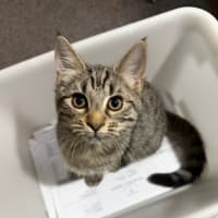 Photo of Zadie