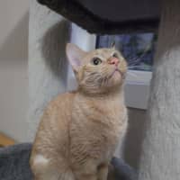 Photo of Nala