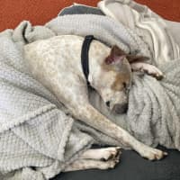 Photo of Sadie   2 Year Old Cattle Dog X