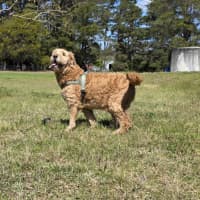 Photo of Ralph