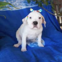 Photo of Annie