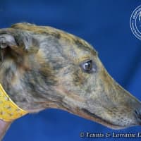 Photo of Mambo (Fingers Arrawarra)