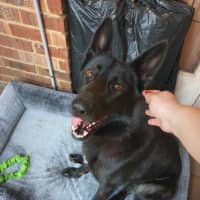 Photo of Luna
