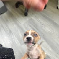 Photo of Cinnamon