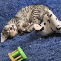Photo of Pipsqueak