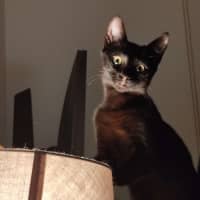 Photo of Loki