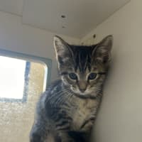 Photo of Cora