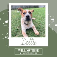 Photo of Dottie