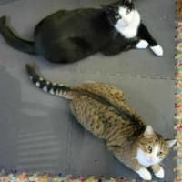 Photo of Loki & Pudding   Located In Coburg