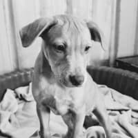 Photo of Tip (Tippy)