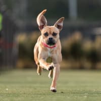 Photo of Lola Imp 1582