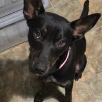 Photo of Dr Bunsen Honeydew