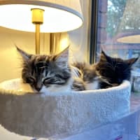 Photo of Poppy   Located In Lower Plenty