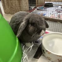 Photo of Smokey