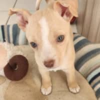 Photo of Matisse   8 Week Old Maltese X