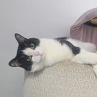 Photo of Moo 