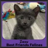 Photo of Zazu