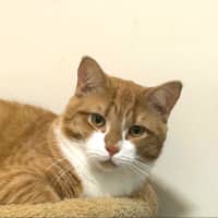 Photo of Ginger Meggs
