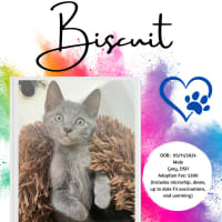 Photo of Biscuit