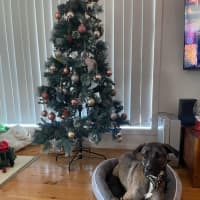 Photo of Bella   15 Month Old Mixed Breed (Trial)