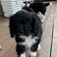 Photo of Zoe