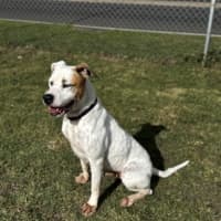 Photo of Holly (68362)
