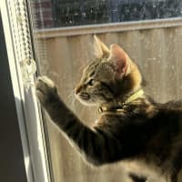 Photo of Naia   In Foster Care In Pakenham