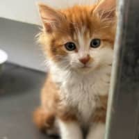 Photo of Opie