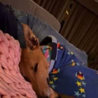 Photo of Arnold, The Greyhound