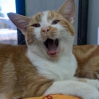 Photo of Ginger Ninja