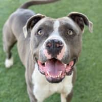Photo of Bruiser