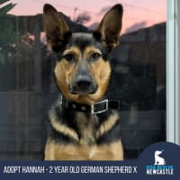 Photo of Hannah   2 Year Old German Shepherd X