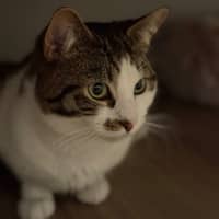 Photo of Tommo