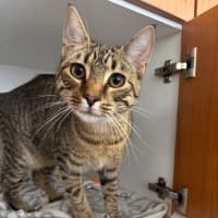 Photo of Donatello & Raphael