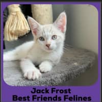 Photo of Jack Frost 