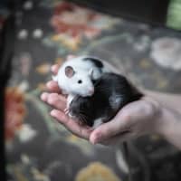 Photo of Ginkgo & Blossom