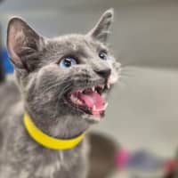 Photo of Lady Grey 