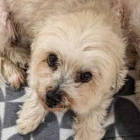 Photo of Stella