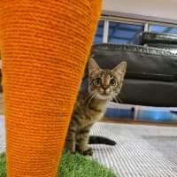 Photo of Eddy   In Foster Care In Ashburton