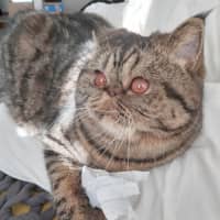 Photo of 🐾Cash🐾