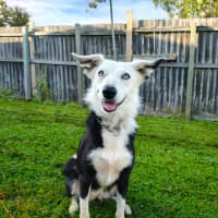 Photo of Tinker