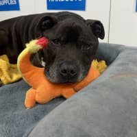 Photo of Winston