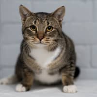 Photo of Bart