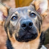 Photo of Rin Tin Tin 