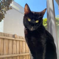 Photo of Jaguar 