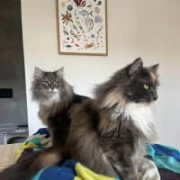 Photo of Teddy & Honk Honk   In Foster Care In Coburg