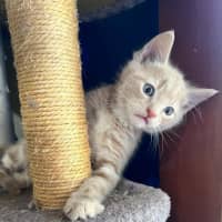 Photo of Trinket