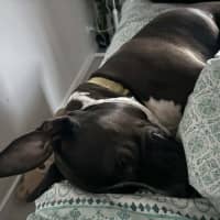 Photo of Charlie   6 Year Old Staffy X Great Dane 